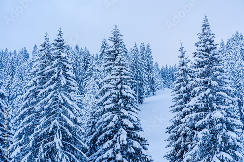 trees with snow in the mountains  © BO-stockphoto