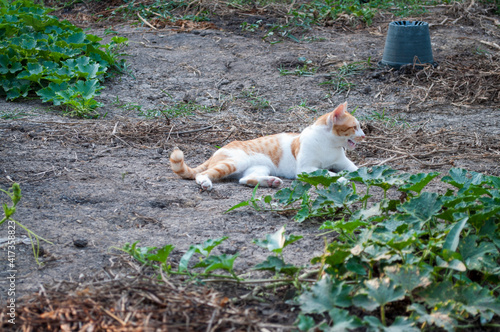 A yellow white cat on the ground in the garden