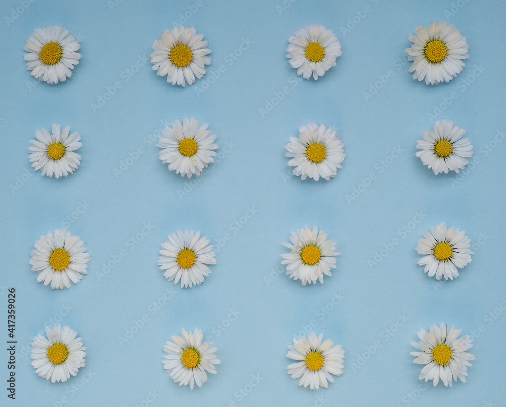 Flat lay spring or summer chamomile on light blue background. Daisy flowers lay out, top view. Heads of Blooming Bellis flowers, floral card for Womens, Mothers day, birthday, springtime concept.