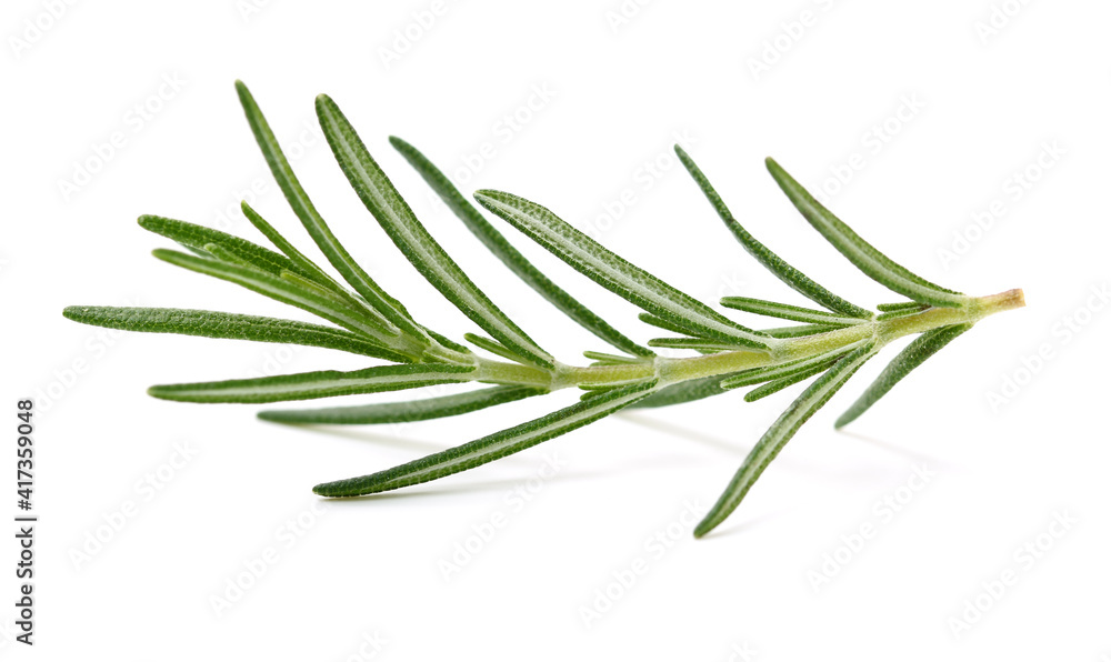Branch of rosemary on white background. Branch of rosemary on white background.