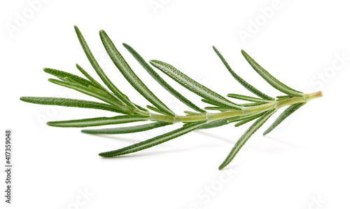Branch of rosemary on white background. 