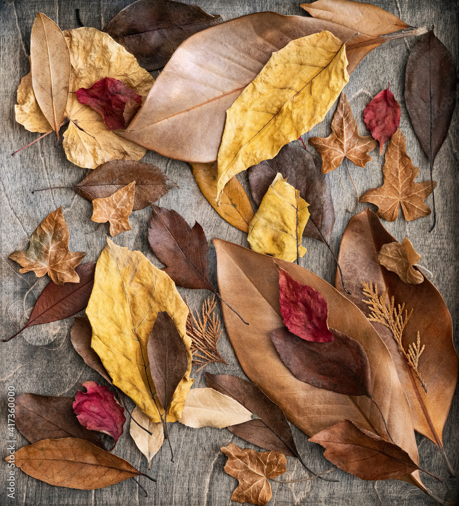 Colorful dried leaf texture in frame Colorful dried leaf texture in frame