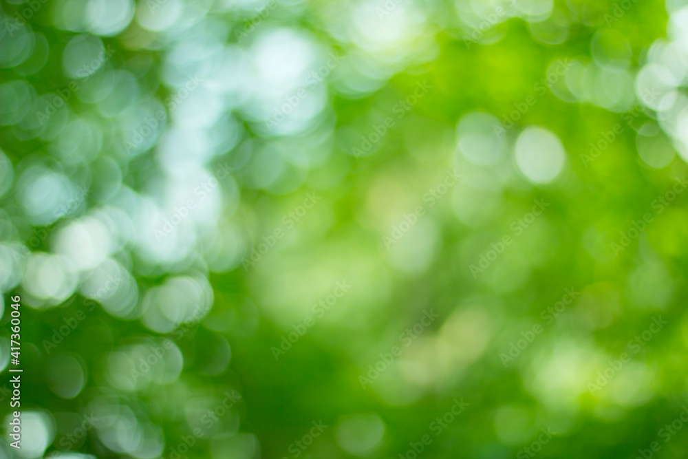 Fototapeta premium green bokeh background