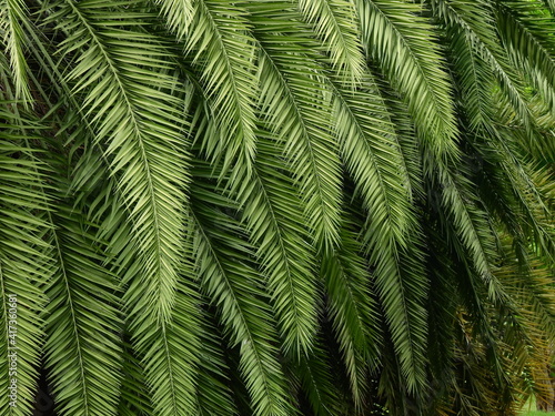 Fototapeta Naklejka Na Ścianę i Meble -  green palm leaf of date palm tree ( Phoenix dactylifera )