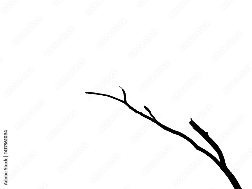 dry branch silhouette isolated on white background