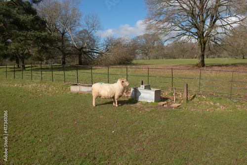 Exmoor Horn Sheep (Ovies aries) Standing by a Metal Water Trough with a Bright Blue Sky Background  in Parkland in Rural Devon, England, UK photo