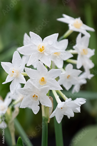 Fototapeta Naklejka Na Ścianę i Meble -  Bunch of fragile white daffodil flowers in greenhouse
