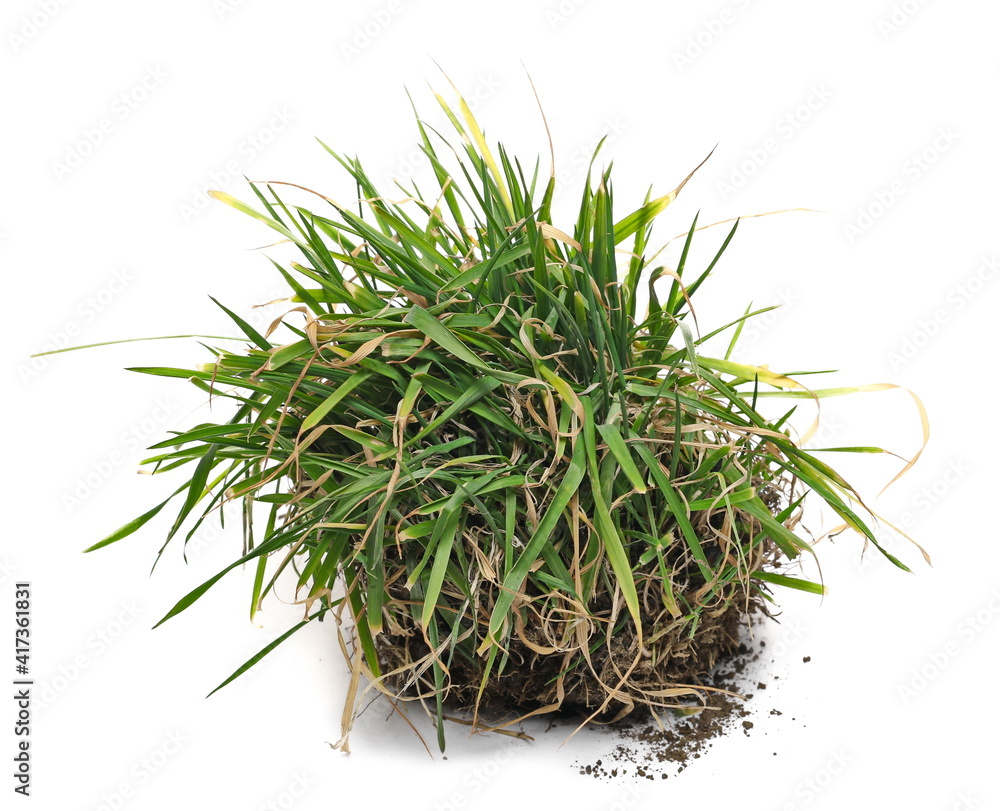 Green grass sprouting from fertile soil, dirt pile isolated on white background Green grass sprouting from fertile soil, dirt pile isolated on white background