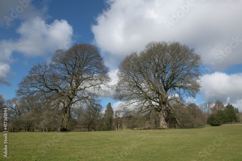 Winter Landscape of an Austrian or  Turkey Oak Tree (Quercus cerris) with Bare Branches and No Leaves and a Cloudy Blue Sky Background Growing in Parkland in Rural Devon, England, UK