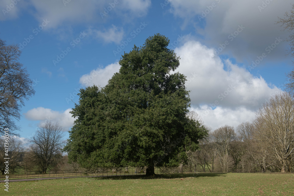 Winter Foliage of an Evergreen Holly or Holm Oak Tree (Quercus ilex) Growing in a Parkland Landscape with a Cloudy Blue Sky Background in Rural Devon, England, UK