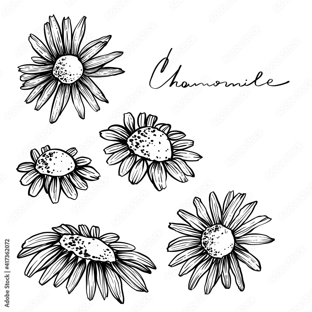 Fototapeta premium Set of chamomile flowers, monochrome, vector