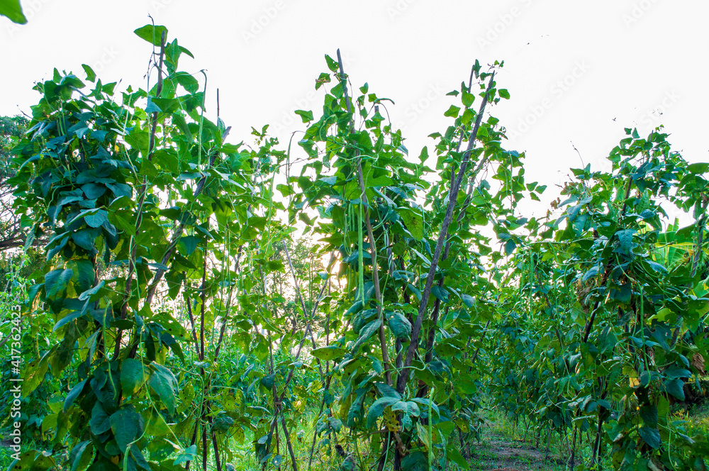 Agriculture, the cultivation of long beans