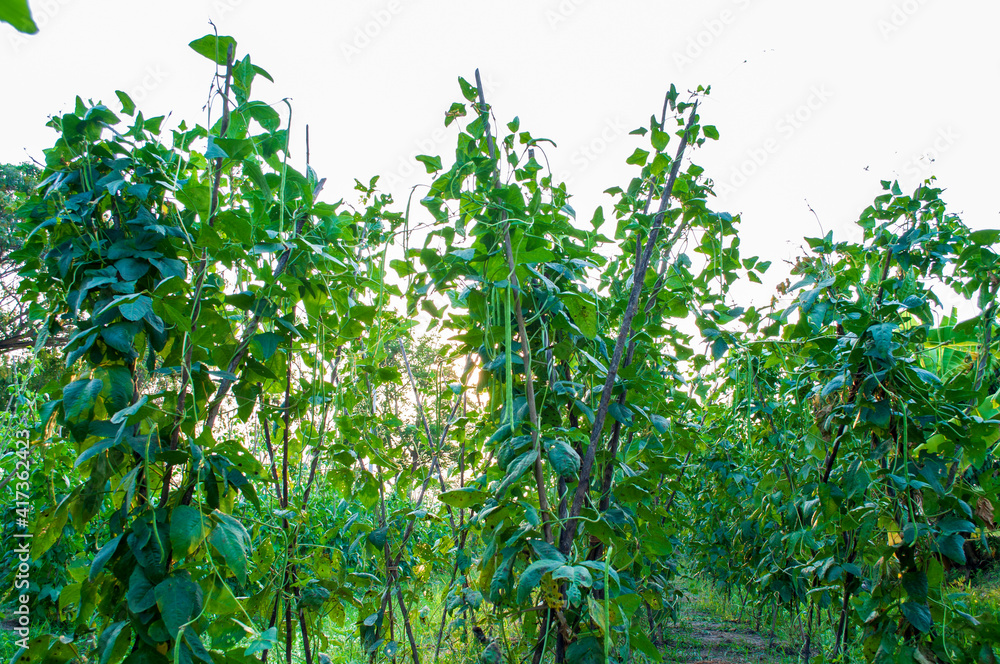 Naklejka premium Agriculture, the cultivation of long beans