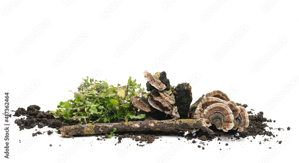 Green grass and fungi with fertile dirt soil and twig isolated on white background Green grass and fungi with fertile dirt soil and twig isolated on white background