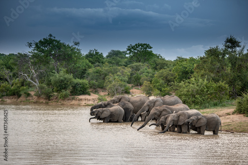 elephants drinking