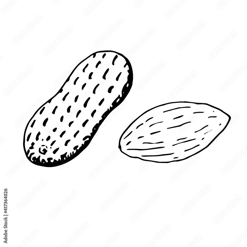 Peanuts set, vector illustration, clip art, hand drawing, sketch Peanuts set, vector illustration, clip art, hand drawing, sketch