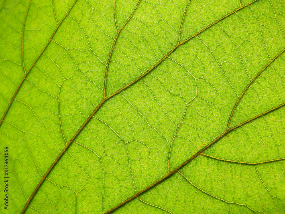 macro fresh green leaf texture macro fresh green leaf texture