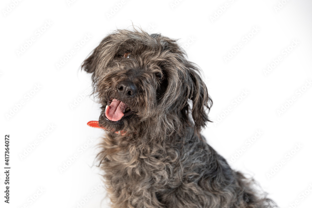 Cute black and grey shepherd dog posing against white background. Cute black and grey shepherd dog posing against white background.