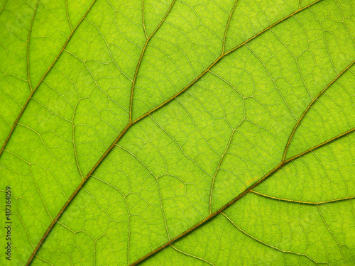 macro fresh green leaf texture