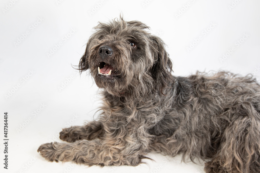 Cute black and grey shepherd dog posing against white background. Cute black and grey shepherd dog posing against white background.