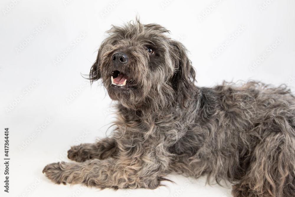 Cute black and grey shepherd dog posing against white background. 