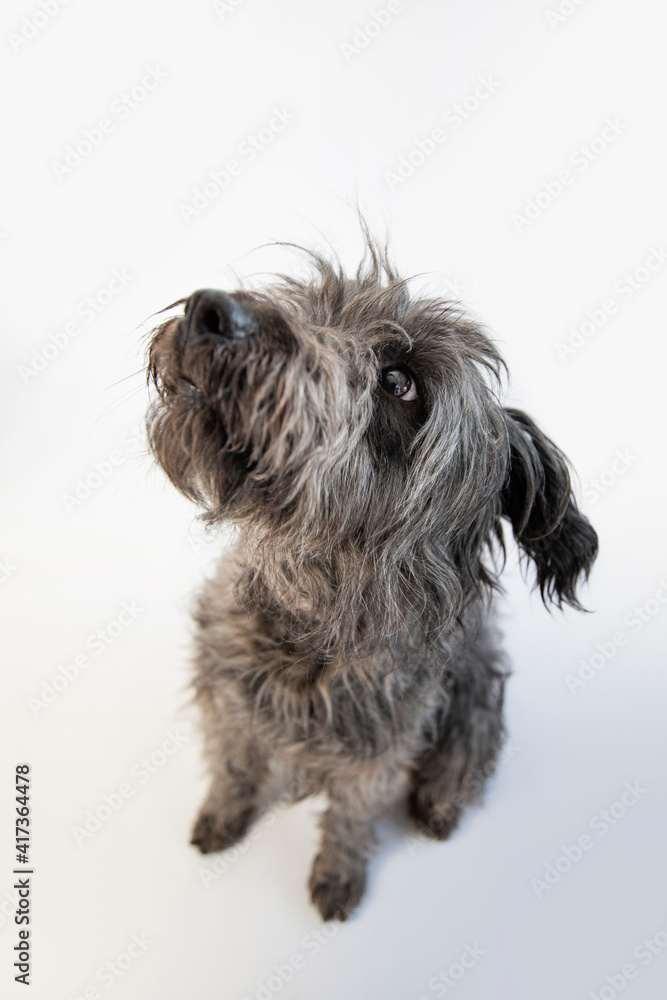 Cute black and grey shepherd dog posing against white background. 