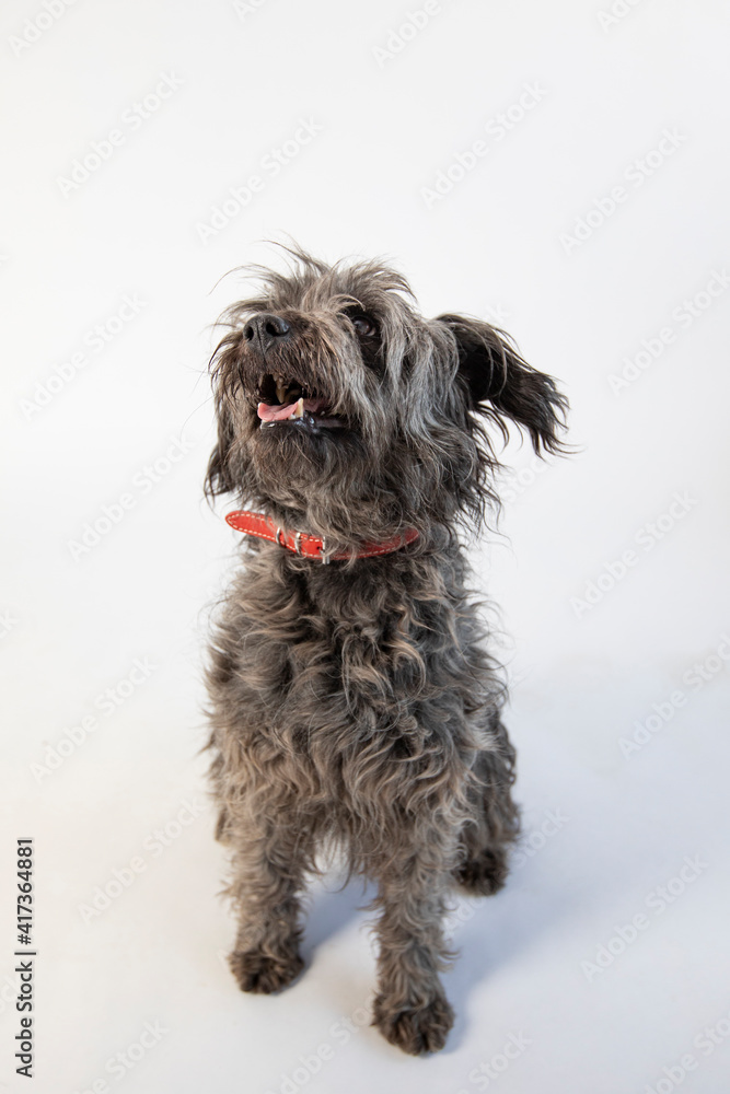 Cute black and grey shepherd dog posing against white background. Cute black and grey shepherd dog posing against white background.