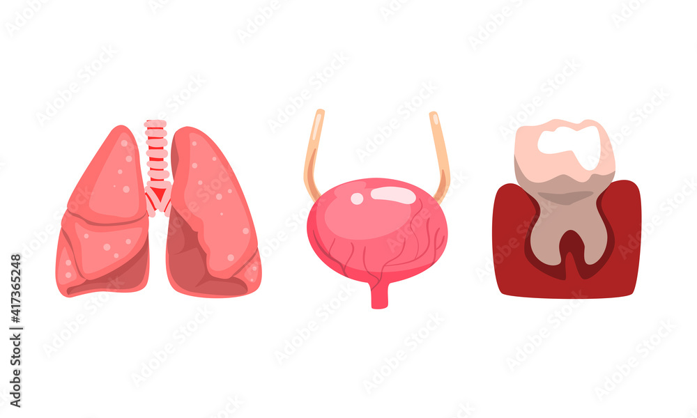 Human Lungs, Bladder, Tooth and Gum, Internal Organs Set Cartoon Vector Illustration Human Lungs, Bladder, Tooth and Gum, Internal Organs Set Cartoon Vector Illustration