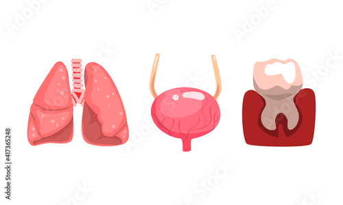 Human Lungs, Bladder, Tooth and Gum, Internal Organs Set Cartoon Vector Illustration