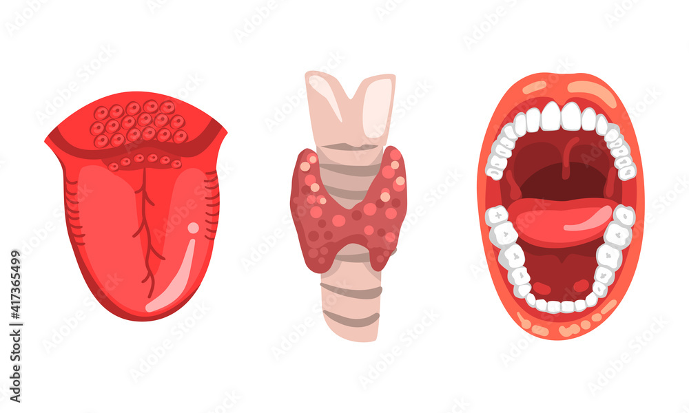 Fototapeta premium Thyroid Gland, Open Mouth and Tongue, Human Internal Organs Set Cartoon Vector Illustration