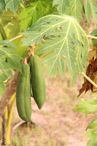 papapya tree in thailand photo