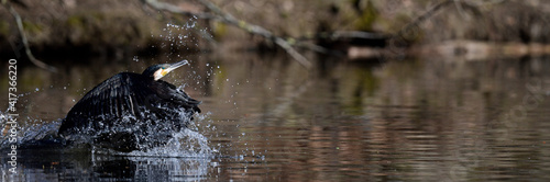 flying Great cormorant // fliegender Kormoran (Phalacrocorax carbo) photo