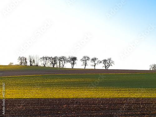 Photo Panoramic view of agricultural fields with trees in a row in the background