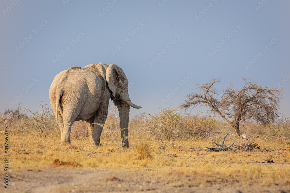 African elephant in the savannah of etosha national park