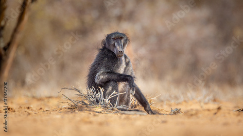 Chacma baboon (Papio ursinus) sitting on the ground