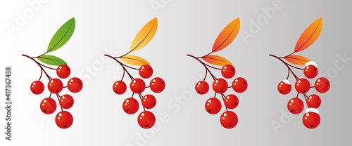 Four rowan tree branches with leaves and berries for different seasons. Vector illustration mountain ash design