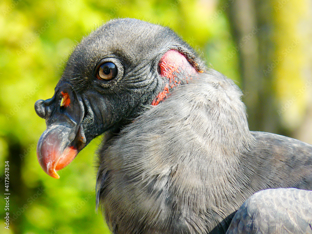 Tête de condor des Andes - Vultur gryphus - en gros plan Tête de condor des Andes - Vultur gryphus - en gros plan