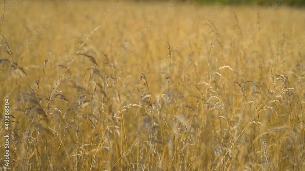 Grass in the wind slow motion Grass in the wind slow motion