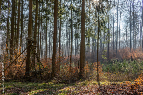 Sch  ne  idyllische Waldstimmung mit J  gersitz.