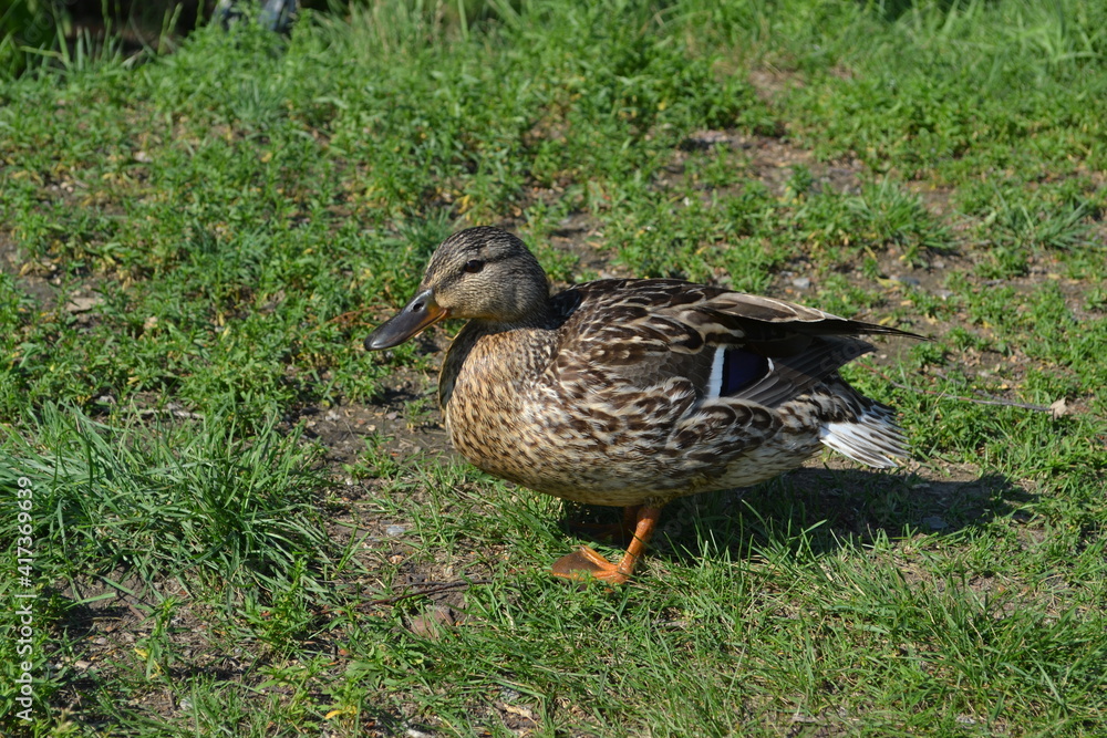 duck on the grass