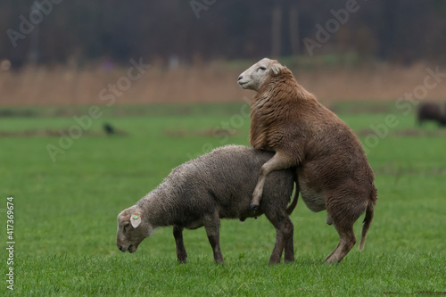 Two sheep are holding a parade in the pasture.