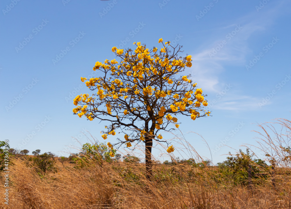 NATUREZA IPÊ CERRADO FLORES CAPIM AMARELO MARRON NATUREZA IPÊ CERRADO FLORES CAPIM AMARELO MARRON