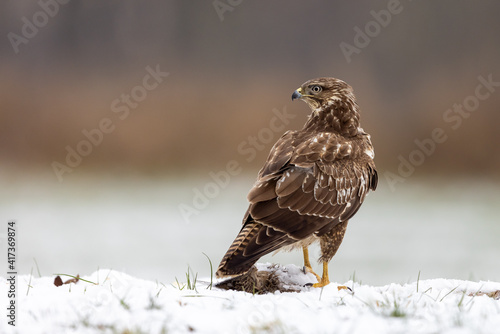 Quadro em tela Common Eurasian buzzard buteo buteo in snow looking over its shoulder with beaut