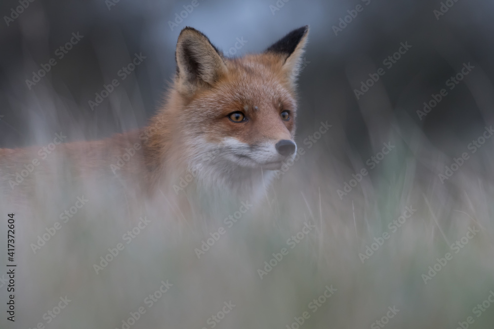 Obraz premium Cute red fox relaxing in the high grass that is ready for a nap, photographed in the dunes of the Netherlands.