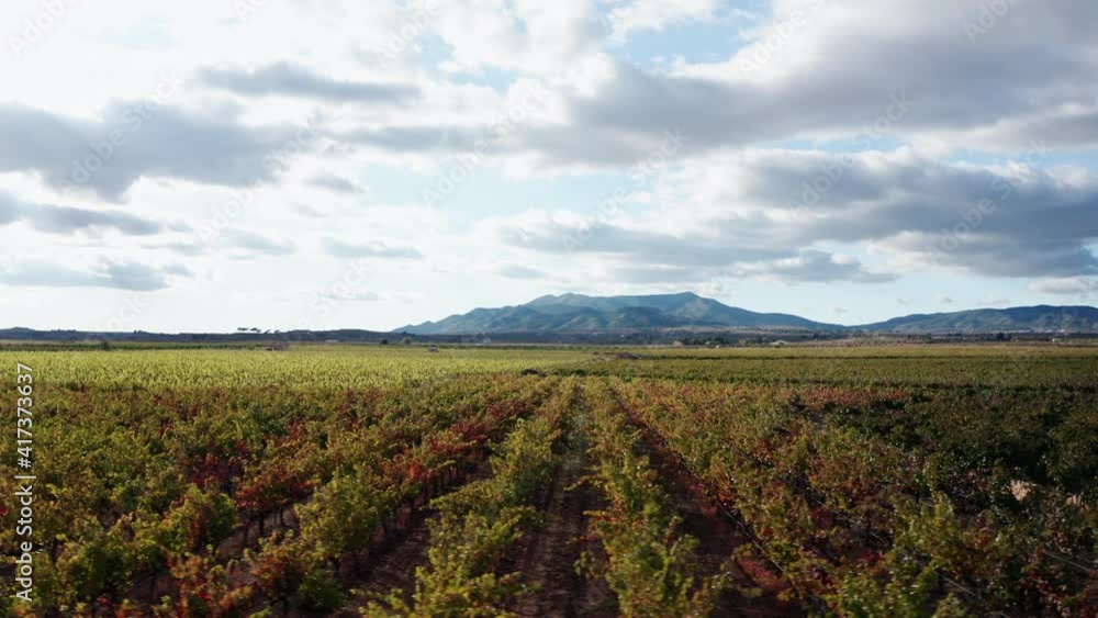 Right to left aerial tracking shot of rows of grapes growing in a vineyard in Els Purgatés, Alicante, Spain Right to left aerial tracking shot of rows of grapes growing in a vineyard in Els Purgatés, Alicante, Spain