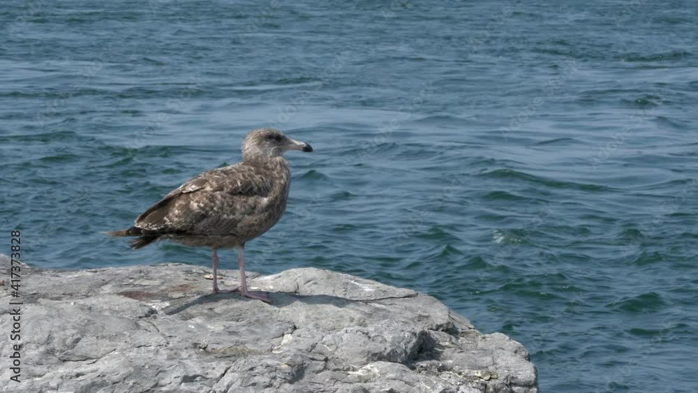 A seagull sitting on a rock with the waves of the ocean in the background. A seagull sitting on a rock with the waves of the ocean in the background.