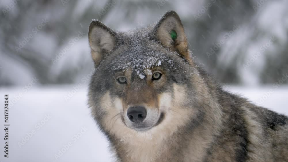 Noble Scandinavian Grey Wolf in the realm of his cold snowy habitat - Portrait Medium close up shot Noble Scandinavian Grey Wolf in the realm of his cold snowy habitat - Portrait Medium close up shot