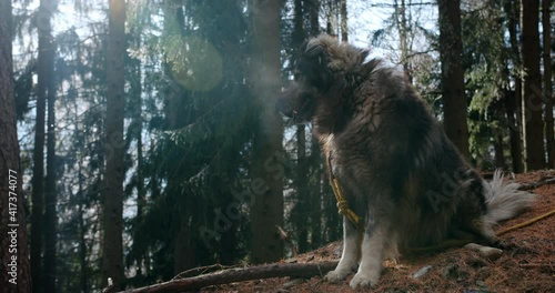 A dog sitting in a cold forest 