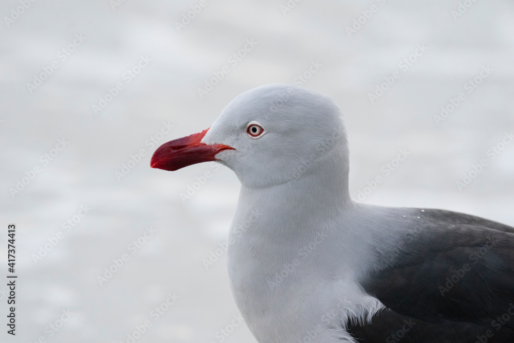 The Dolphin gull (Leucophaeus scoresbii)