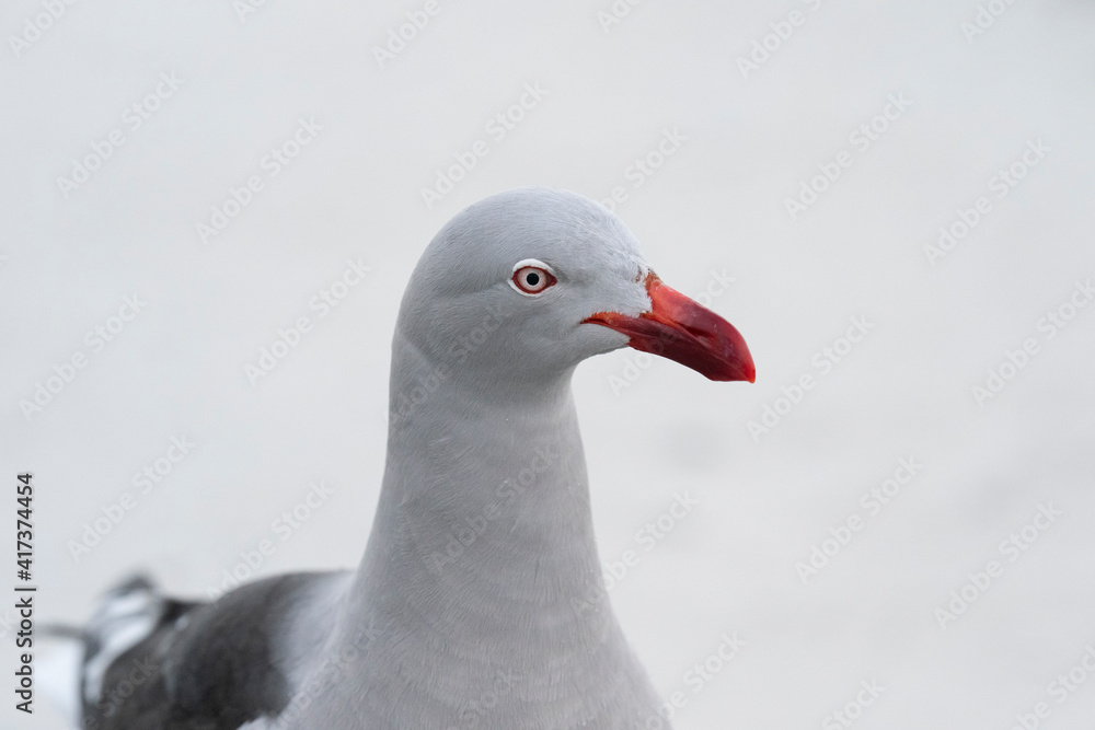 Fototapeta premium The Dolphin gull (Leucophaeus scoresbii)